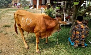 Kp Sukasari lama desa Tenjo kec. Tenjo kab. Bogor