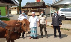 Camat Tenjo Kurnia Indra, saat menyerahkan satu ekor sapi sebagai hewan kurban dari Bupati Bogor untuk Ketua MUI Kecamatan Tenjo.