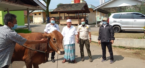 Camat Tenjo Kurnia Indra, saat menyerahkan satu ekor sapi sebagai hewan kurban dari Bupati Bogor untuk Ketua MUI Kecamatan Tenjo.