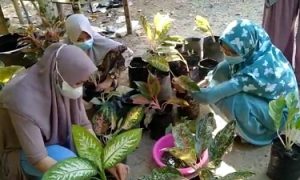 ipb