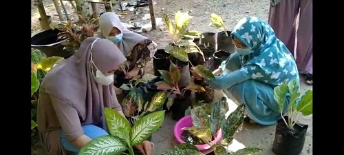 ipb