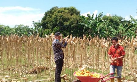 Kepala Desa (Kades) Mekarsari Kecamatan Rumpin, ikut melakukan panen raya jagung di Kampung Demplot RW 5 bersama Poktan Tunas Muda.