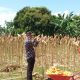 Kepala Desa (Kades) Mekarsari Kecamatan Rumpin, ikut melakukan panen raya jagung di Kampung Demplot RW 5 bersama Poktan Tunas Muda.