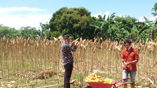 Kepala Desa (Kades) Mekarsari Kecamatan Rumpin, ikut melakukan panen raya jagung di Kampung Demplot RW 5 bersama Poktan Tunas Muda.