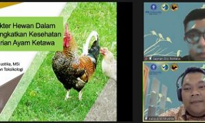 kontes ayam ketawa