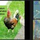 kontes ayam ketawa