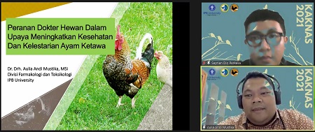 kontes ayam ketawa