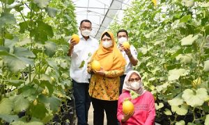 ipb