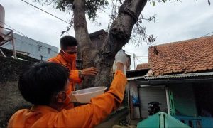 ulat bulu