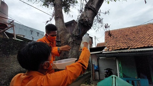 ulat bulu