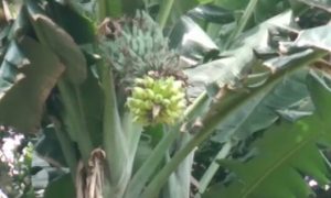 pisang aneh