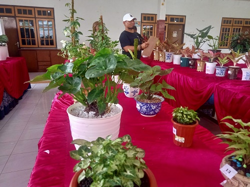 tanaman hias
