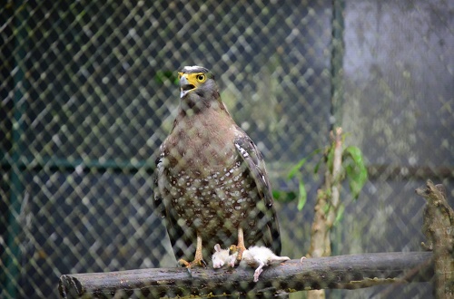 elang