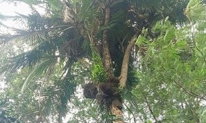 pohon kelapa bercabang 7