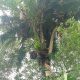 pohon kelapa bercabang 7