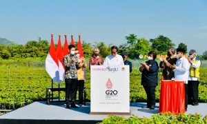 jokowi di persemaian rumpin