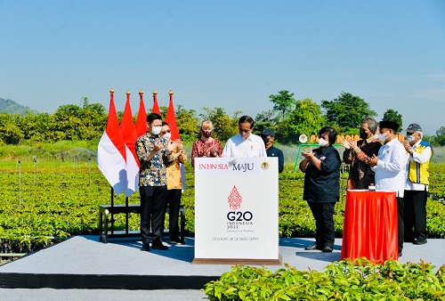 jokowi di persemaian rumpin