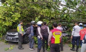 POHON TUMBANG DI SEKITAR ISTANA BOGOR