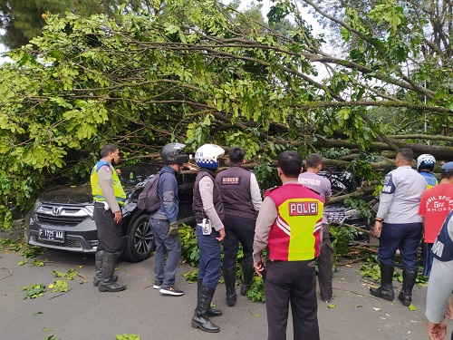 POHON TUMBANG DI SEKITAR ISTANA BOGOR
