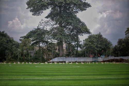 lapangan bola