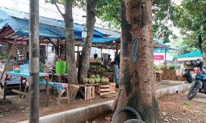 cifor